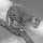 Avatar de anonimus